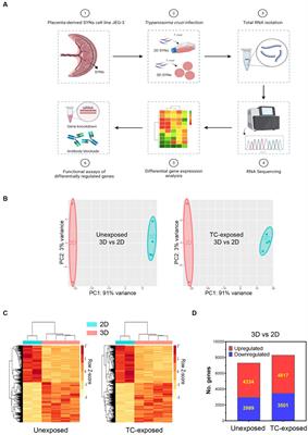 The transcriptome landscape of 3D-cultured placental trophoblasts reveals activation of TLR2 and TLR3/7 in response to low Trypanosoma cruzi parasite exposure